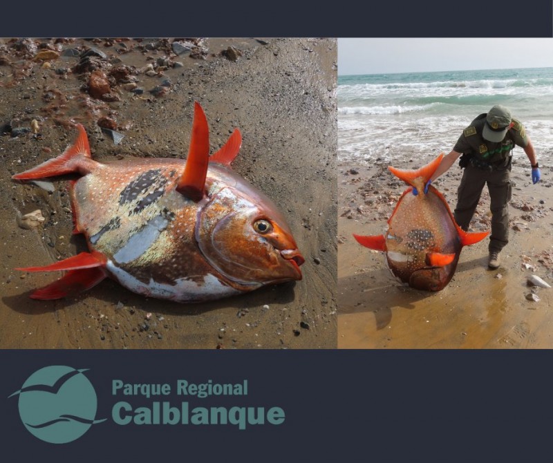 <span style='color:#780948'>ARCHIVED</span> - 35-kilogram red sunfish found dead on Calblanque beach