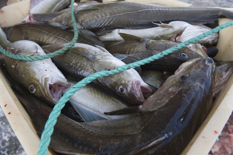<span style='color:#780948'>ARCHIVED</span> - Spain accepts reduction in 2021 fishing quotas as Brexit negotiations continue