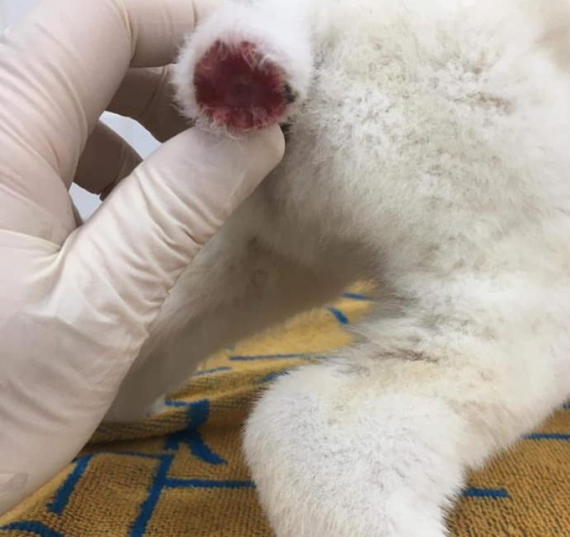 <span style='color:#780948'>ARCHIVED</span> - The tale of a man who cut the tail off a puppy with a pair of scissors; Support Andreas Animal Rescue please