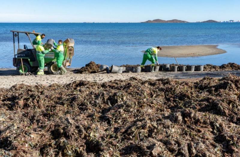 <span style='color:#780948'>ARCHIVED</span> - Sea grass and algae being cleared from Mar Menor beaches again