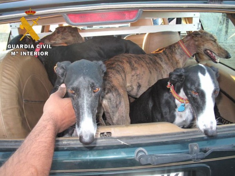 <span style='color:#780948'>ARCHIVED</span> - More than 50 per cent of dogs stolen in Spain are Galgos