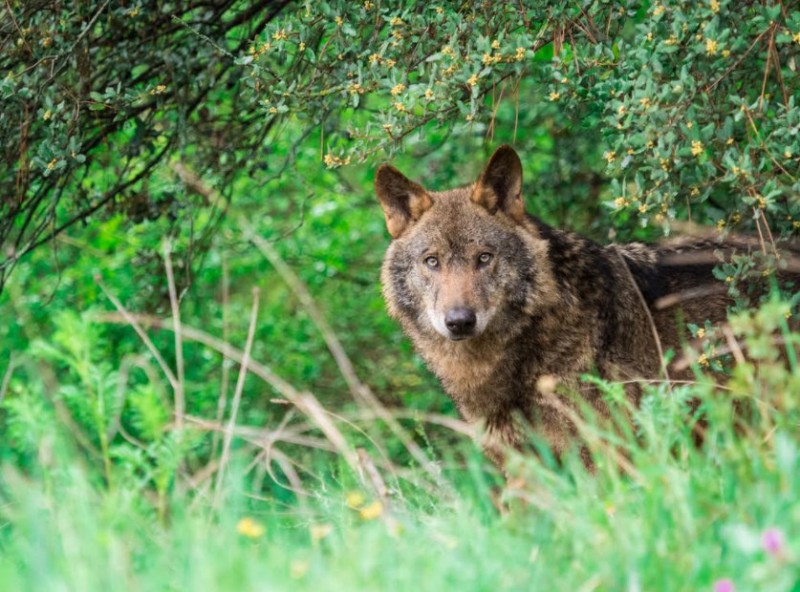 <span style='color:#780948'>ARCHIVED</span> - Wolf hunting to be banned throughout Spain