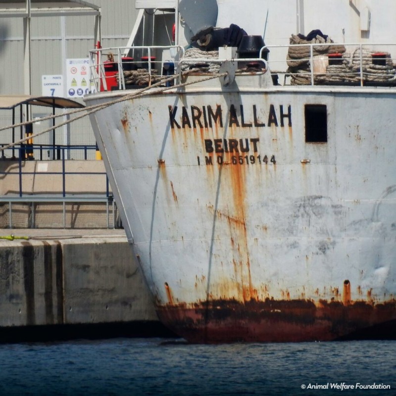 Murcia Today - Cartagena Port Suspends Export Of Livestock As Transporter  Returns With Outbreak Of Bluetongue On Board