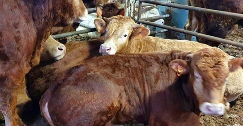 !  Murcia Today – Το λιμάνι της Καρταχένα ανοίγει ξανά για εξαγωγές ζώων καθώς 864 βοοειδή σφαγιάζονται από τον Karim Allah