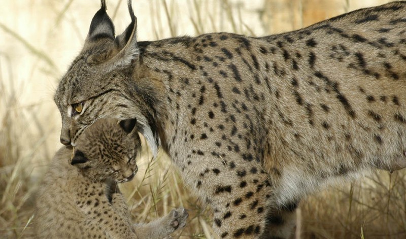 Bumper Iberian lynx litter born in Jaen province breeding programme