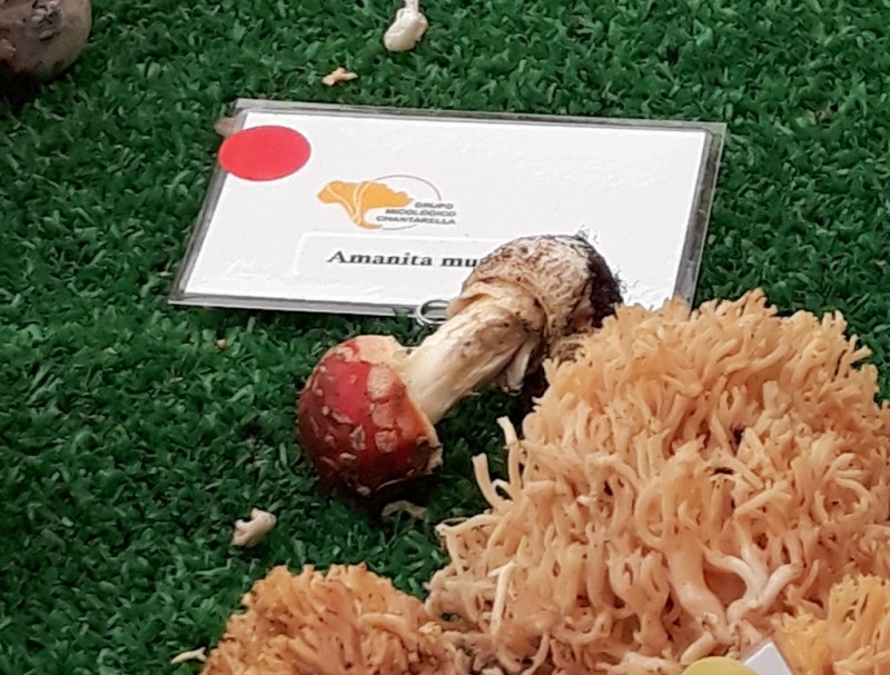 <span style='color:#780948'>ARCHIVED</span> - Man dies in Huelva, Andalusia, after mistakenly eating poisonous mushrooms