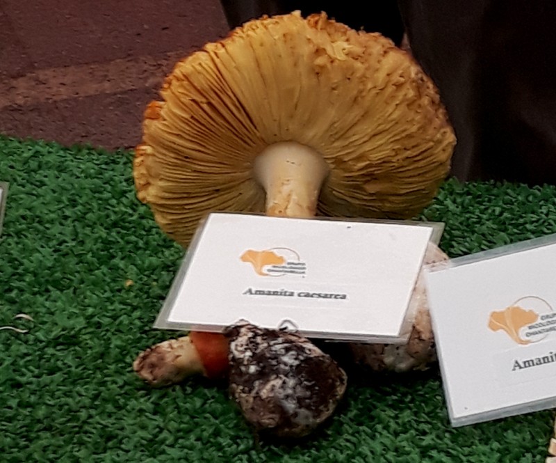 <span style='color:#780948'>ARCHIVED</span> - Man dies in Huelva, Andalusia, after mistakenly eating poisonous mushrooms