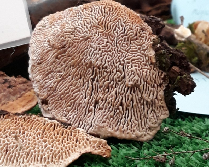 <span style='color:#780948'>ARCHIVED</span> - Man dies in Huelva, Andalusia, after mistakenly eating poisonous mushrooms