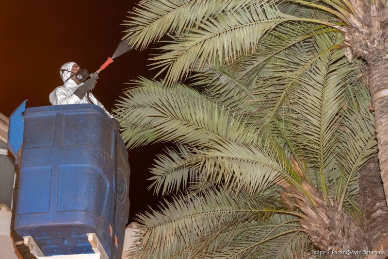 <span style='color:#780948'>ARCHIVED</span> - Cartagena council continues red palm weevil treatments on its 18,000 palms