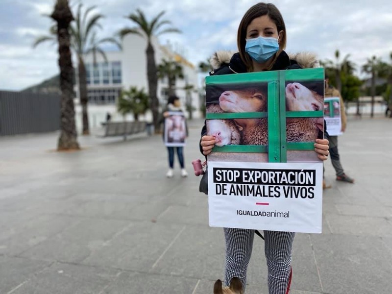 <span style='color:#780948'>ARCHIVED</span> - 1,800 head of livestock on the Elbeik in Cartagena will be slaughtered