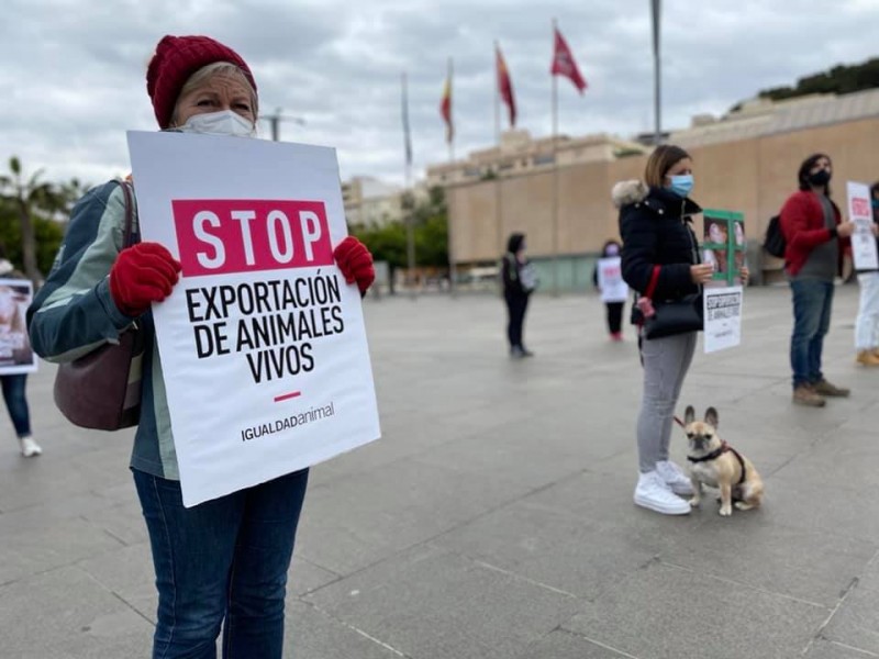 <span style='color:#780948'>ARCHIVED</span> - 1,800 head of livestock on the Elbeik in Cartagena will be slaughtered