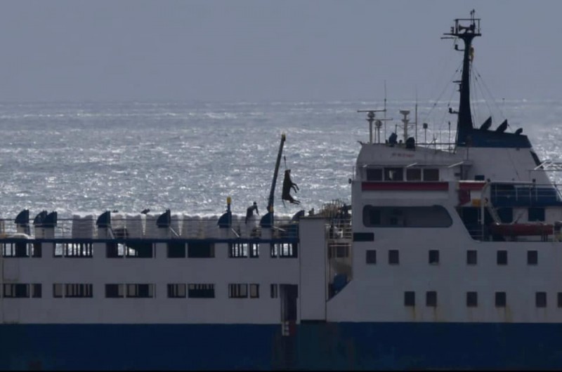 <span style='color:#780948'>ARCHIVED</span> - 1,800 head of livestock on the Elbeik in Cartagena will be slaughtered