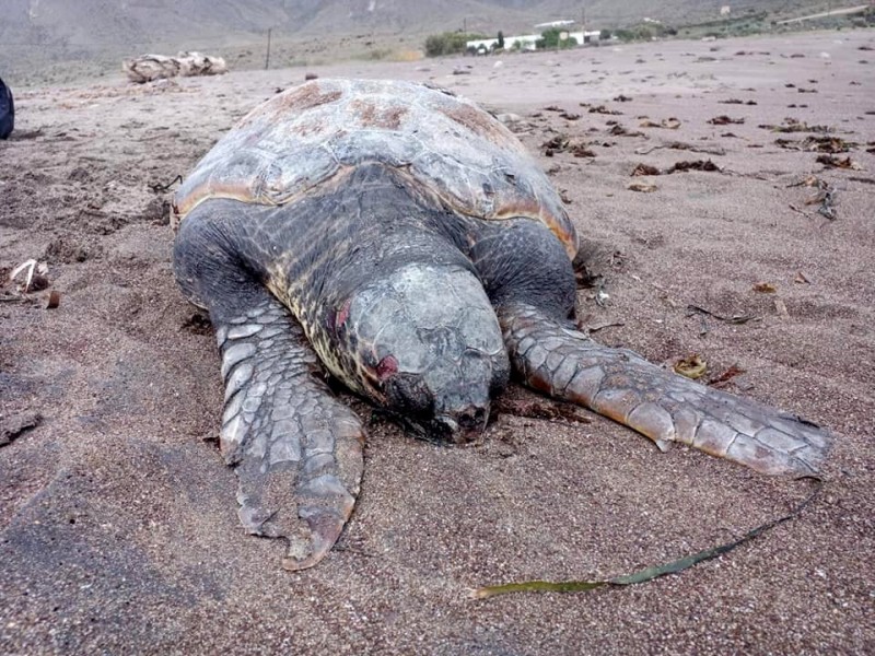 <span style='color:#780948'>ARCHIVED</span> - Body of large loggerhead turtle found on a beach in Níjar, Almeria