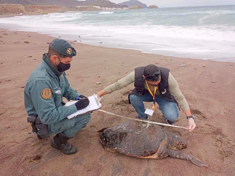 <span style='color:#780948'>ARCHIVED</span> - Body of large loggerhead turtle found on a beach in Níjar, Almeria