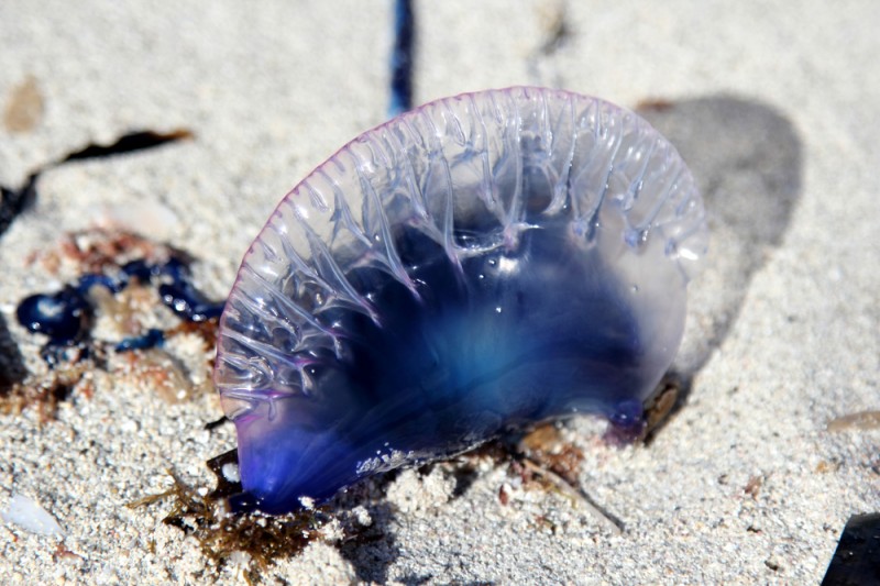<span style='color:#780948'>ARCHIVED</span> - Portugese Man o War wash up on beaches of La Manga del Mar Menor
