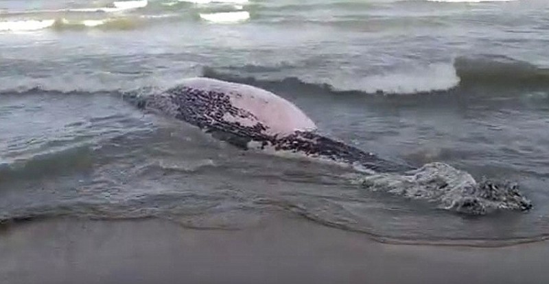 <span style='color:#780948'>ARCHIVED</span> - Dead whale washes up on the beach in Guardamar del Segura
