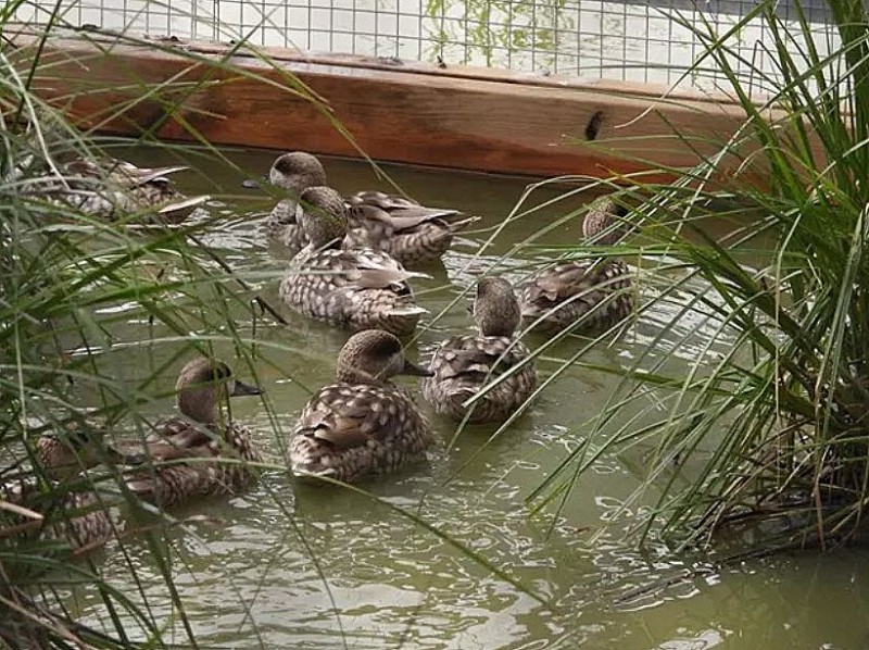 <span style='color:#780948'>ARCHIVED</span> - Programme to save the most endangered duck in Europe; 16 Marbled teals head for Fuente de Piedra lagoon in Malaga