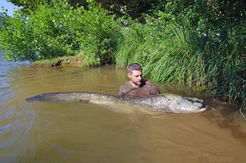 <span style='color:#780948'>ARCHIVED</span> - Giant wels catfish caught in the River Guadalquivir near Sevilla