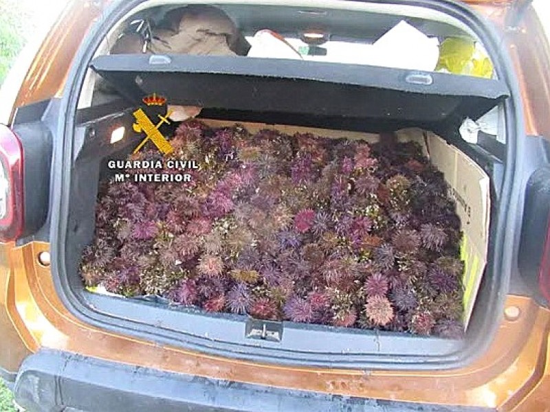 <span style='color:#780948'>ARCHIVED</span> - Two caught in Mijas with boot full of illegally captured sea urchins