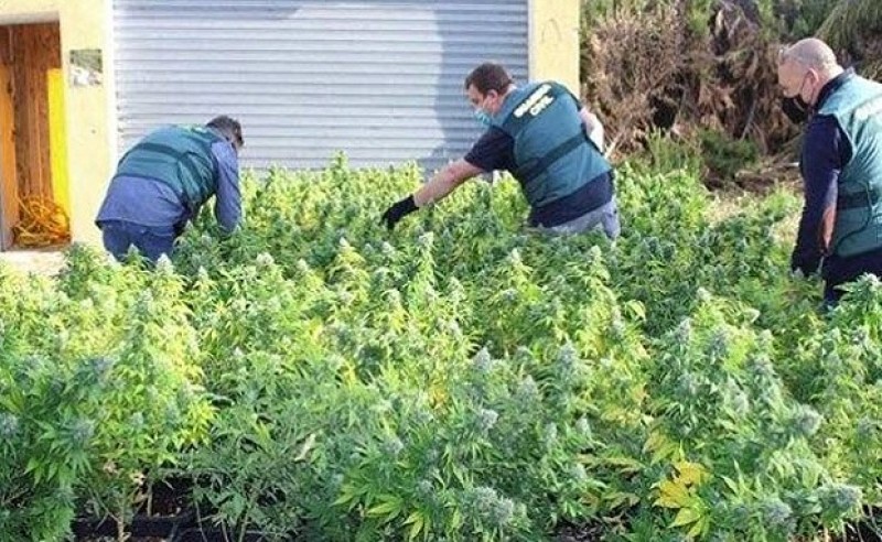 <span style='color:#780948'>ARCHIVED</span> - Squatter arrested for growing 998 marihuana plants in illegally occupied property in Novelda, Alicante