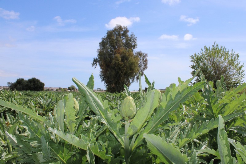 <span style='color:#780948'>ARCHIVED</span> - Lovely shots and video capturing artichoke cultivation in the Vega Baja around San Fulgencio