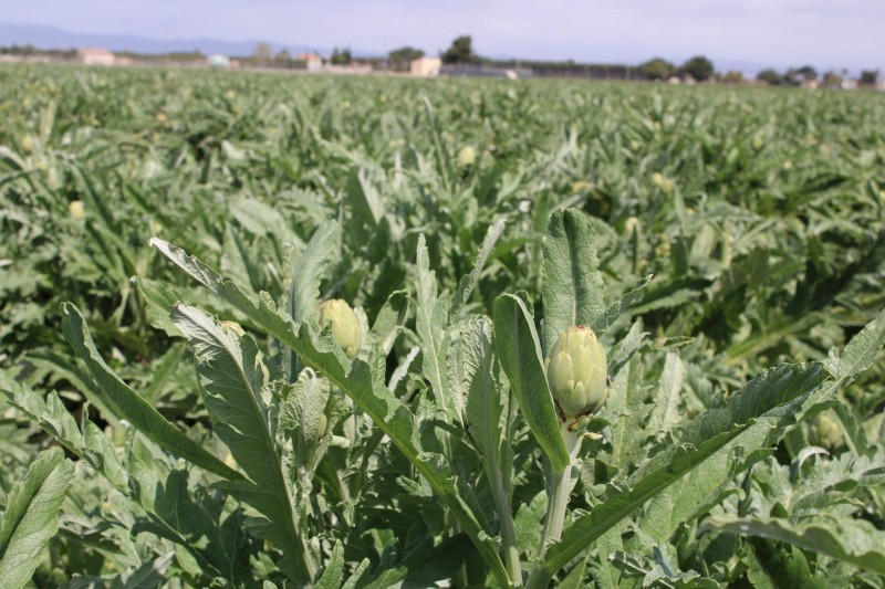 <span style='color:#780948'>ARCHIVED</span> - Lovely shots and video capturing artichoke cultivation in the Vega Baja around San Fulgencio