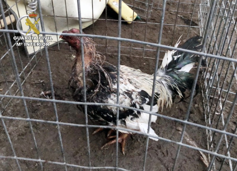 <span style='color:#780948'>ARCHIVED</span> - Cockfighting arena and badly injured birds found in Totana