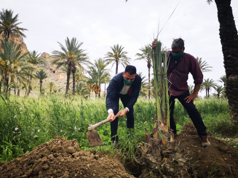 <span style='color:#780948'>ARCHIVED</span> - Orihuela digs deep for Tree for Europe initiative