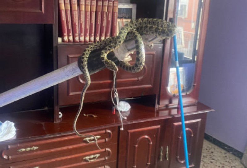<span style='color:#780948'>ARCHIVED</span> - Horseshoe whip snake found in a family home in the centre of Totana