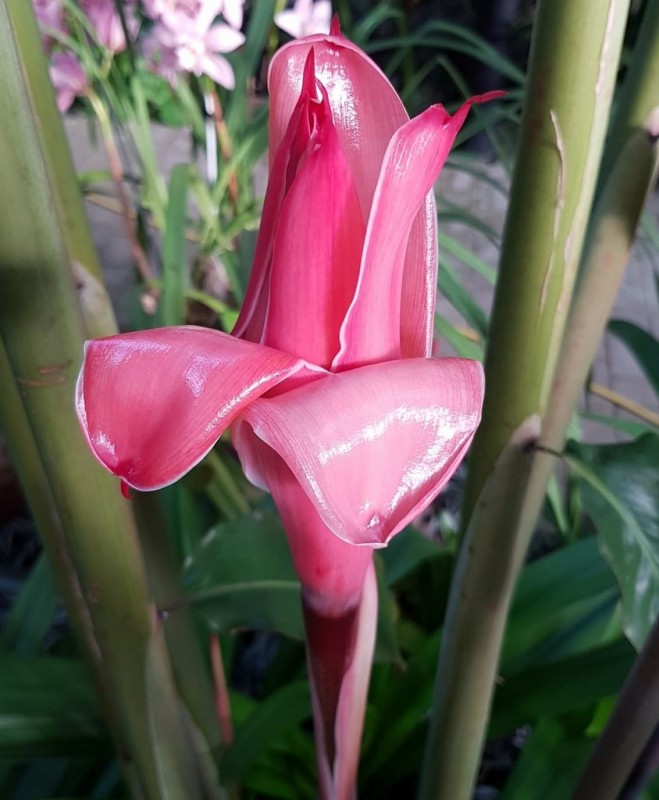 <span style='color:#780948'>ARCHIVED</span> - Flower of Etlingera elatior in Estepona Orchidarium can reach five metres in height
