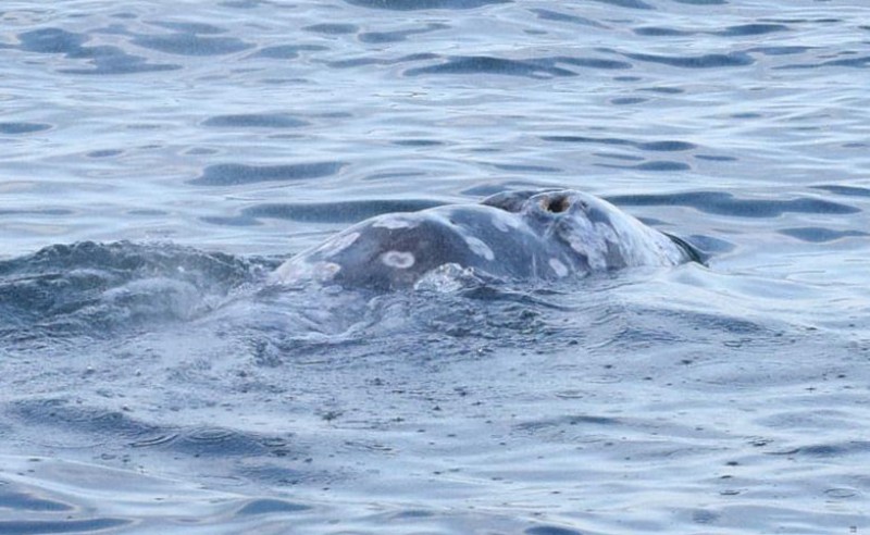 <span style='color:#780948'>ARCHIVED</span> - Wally the lost grey whale spotted off Alicante coastline: thousands of kilometres from home