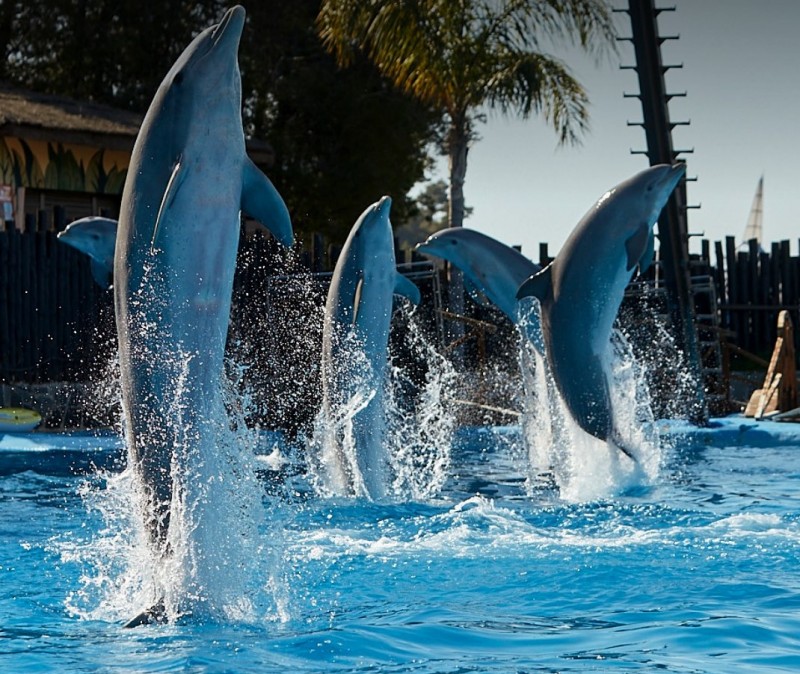 <span style='color:#780948'>ARCHIVED</span> - Mundomar animal park in Benidorm will reopen on June 12