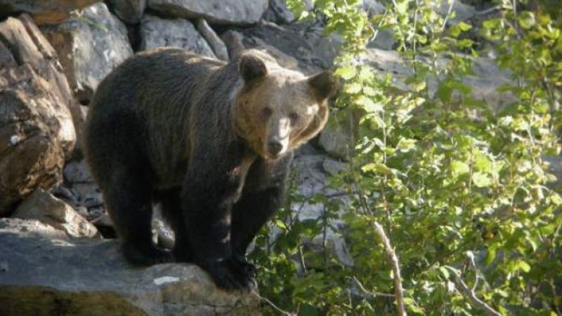 <span style='color:#780948'>ARCHIVED</span> - Woman in hospital after bear attack in Asturias