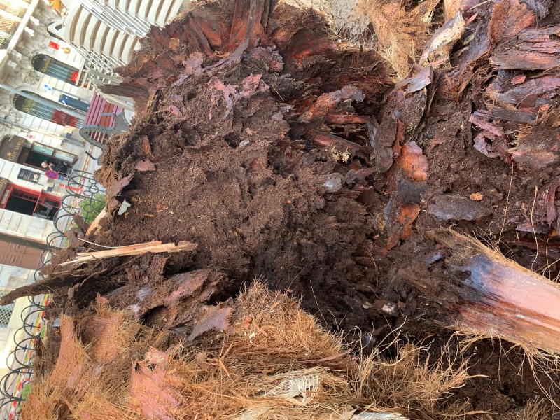 <span style='color:#780948'>ARCHIVED</span> - Red palm weevil infestation detected in Plaza de España in Águilas