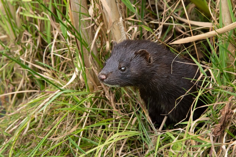<span style='color:#780948'>ARCHIVED</span> - Galicia mink farm closed after detection of another Covid outbreak
