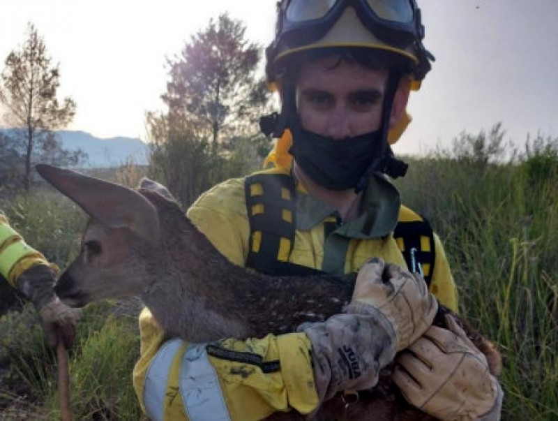 <span style='color:#780948'>ARCHIVED</span> - New-born fawn rescued from forest fire in Moratalla