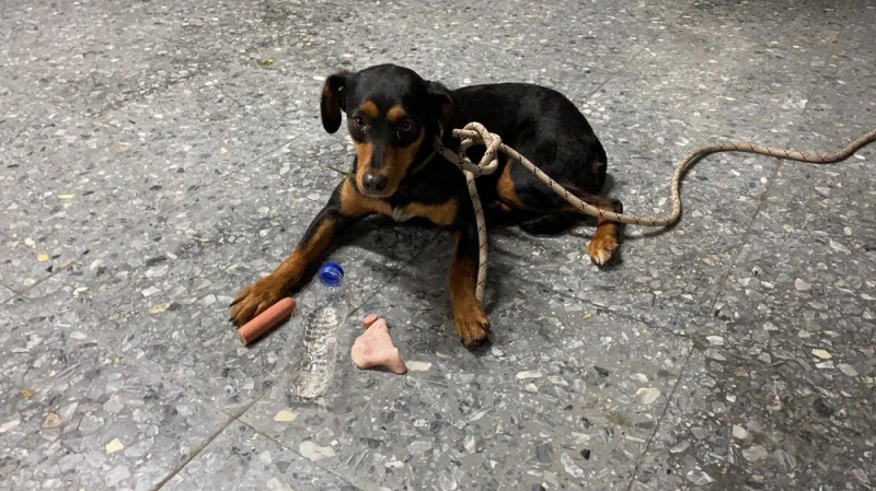 <span style='color:#780948'>ARCHIVED</span> - Miracle dog rescued from inside engine housing in Fuengirola after being run-over by a vehicle