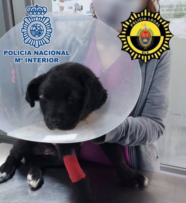 <span style='color:#780948'>ARCHIVED</span> - Badly beaten puppy blinded as owner is arrested in Elche