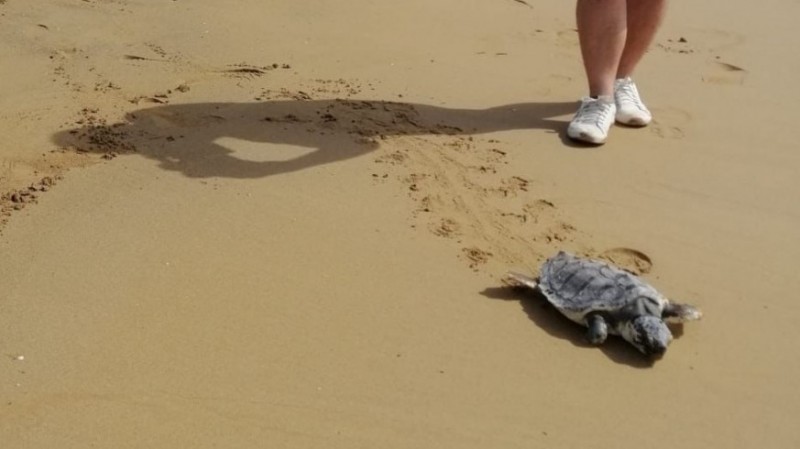 <span style='color:#780948'>ARCHIVED</span> - Loggerhead turtle released into the Med in Calblanque after vets amputated an injured flipper