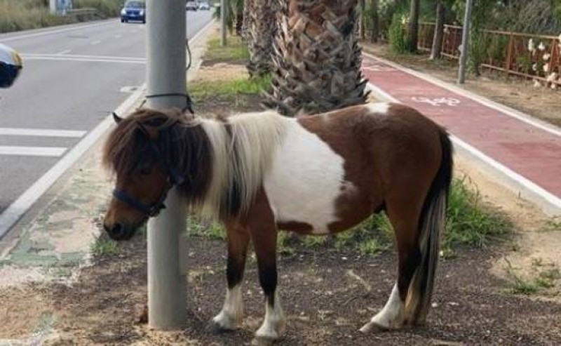 <span style='color:#780948'>ARCHIVED</span> - Police rescue lost pony wandering alongside busy Alicante road