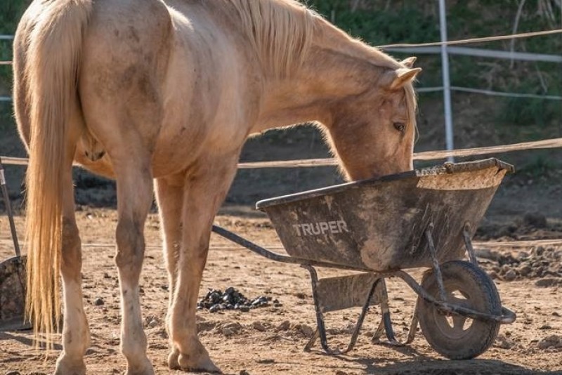 <span style='color:#780948'>ARCHIVED</span> - Easy Care Horse Rescue Centre in Rojales gets much needed cash boost