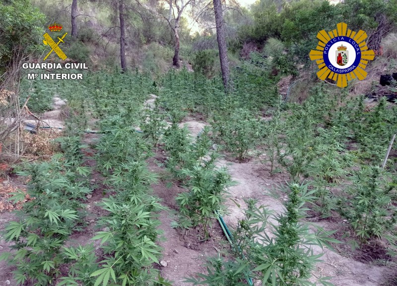 <span style='color:#780948'>ARCHIVED</span> - Large marijuana plantation discovered hidden amongst Calasparra forest