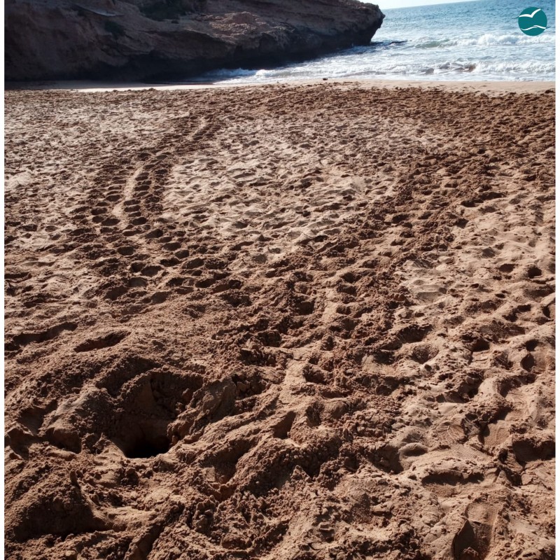 <span style='color:#780948'>ARCHIVED</span> - Several turtle trails appear on Murcian beaches but no eggs yet