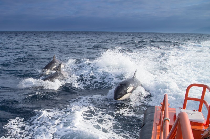 <span style='color:#780948'>ARCHIVED</span> - Killer whales attack two sailing vessels off the Cadiz coastline in the Andalusia region of Spain