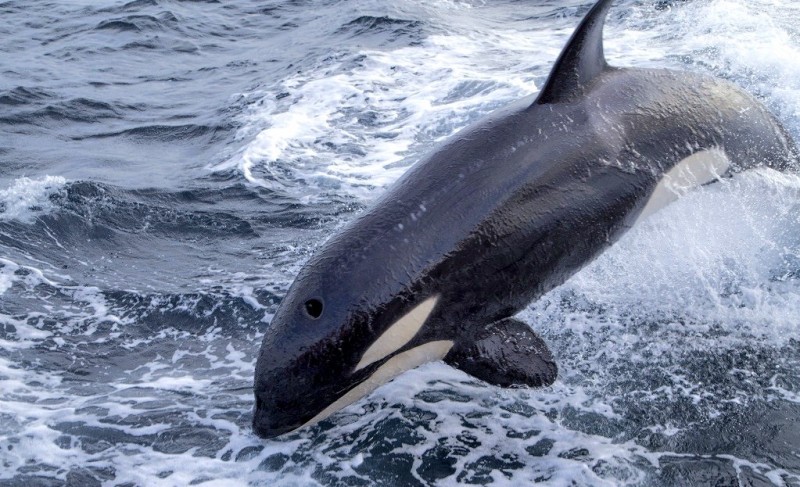 <span style='color:#780948'>ARCHIVED</span> - Killer whales attack two sailing vessels off the Cadiz coastline in the Andalusia region of Spain