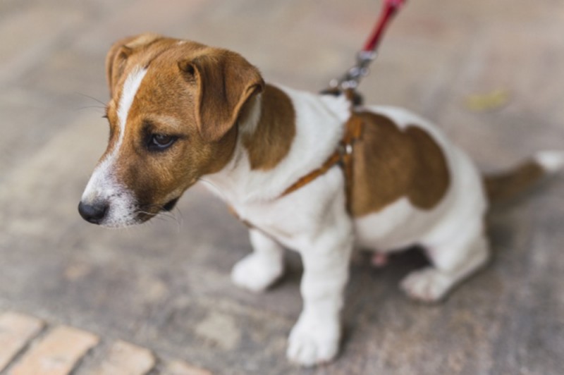 <span style='color:#780948'>ARCHIVED</span> - Fraudsters in Andalusia conned animal lovers through fake puppy adoptions all over Spain