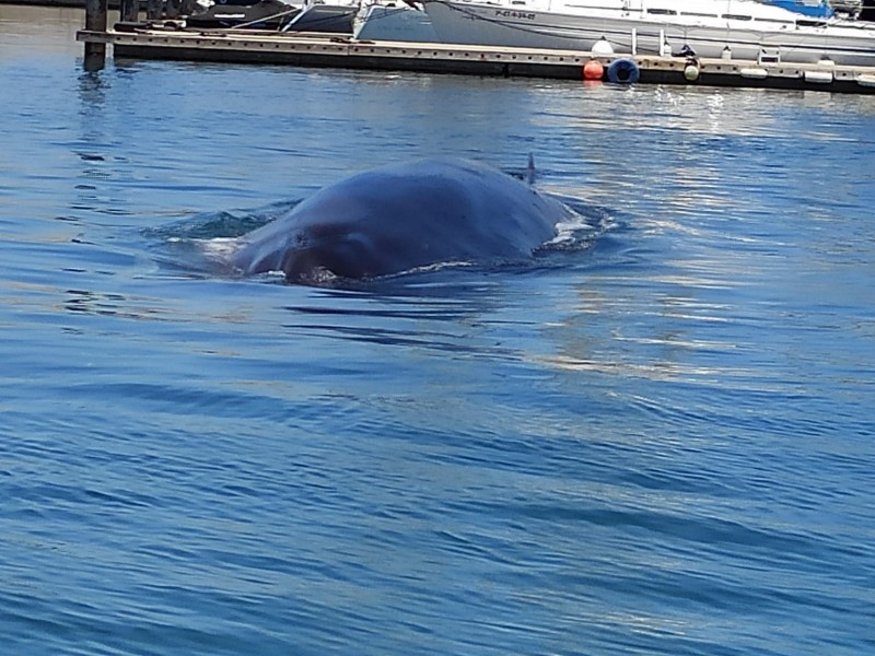 <span style='color:#780948'>ARCHIVED</span> - Trapped 18 metre long finback whale steered safely back out to sea in Valencia region