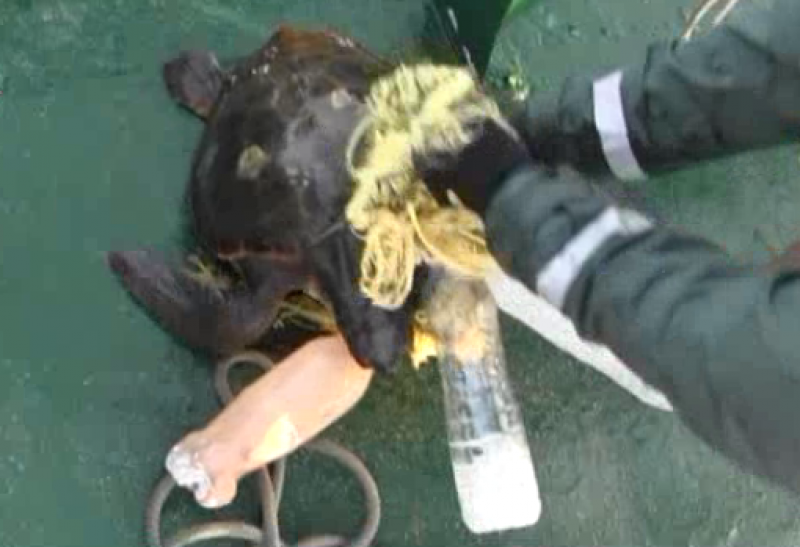 <span style='color:#780948'>ARCHIVED</span> - Rescuers free loggerhead sea turtle trapped in illegal fishing beacon off Alicante coastline