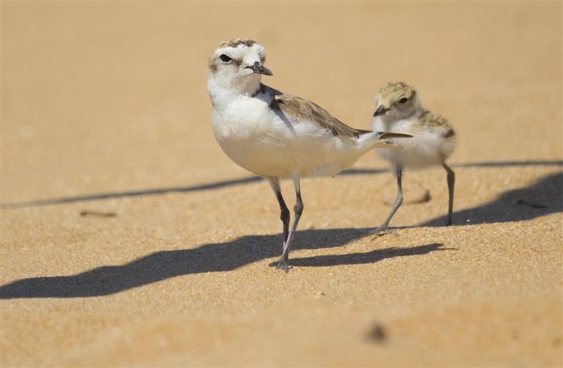 <span style='color:#780948'>ARCHIVED</span> - Special protection for Kentish Plovers in Torrevieja hailed a success as 13 chicks are born