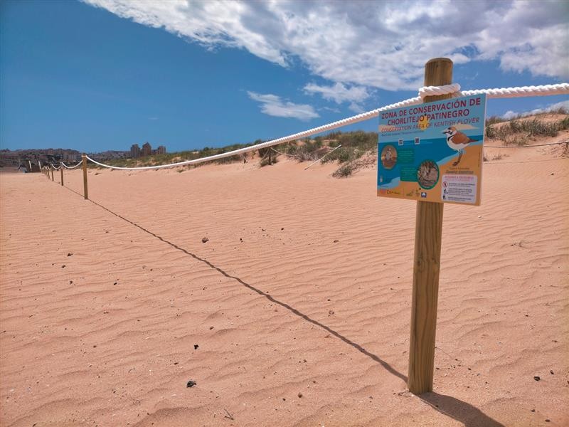 <span style='color:#780948'>ARCHIVED</span> - Special protection for Kentish Plovers in Torrevieja hailed a success as 13 chicks are born